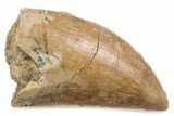 Serrated Raptor Tooth - Real Dinosaur Tooth #376451-1